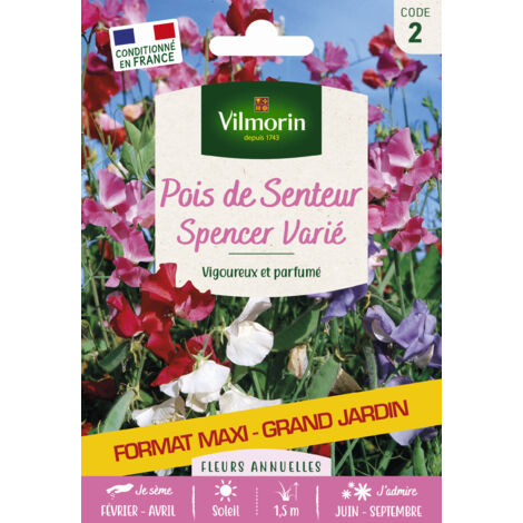 Pois de Senteur Spencer Varié - Grand Modèle Vilmorin (1/2)