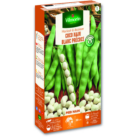 Haricot Nain à Ecosser Coco Blanc Précoce Vilmorin (1/3)