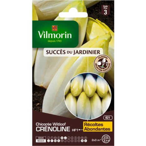 Vilmorin - Chicorée Witloof (Endive) Crénoline HF1 (création Vilmorin