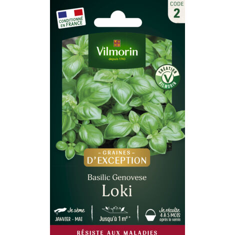 Basilic Loki - Graines d'Exception Vilmorin (1/2)