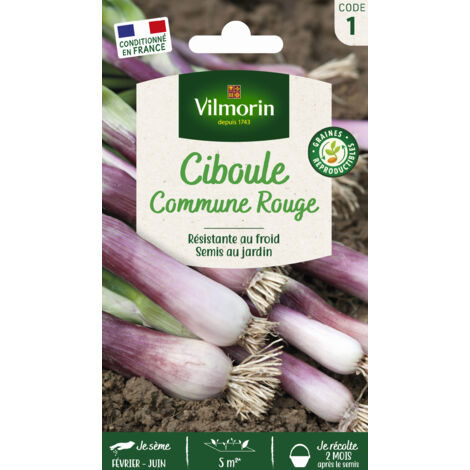 Ciboule Commune Rouge Vilmorin