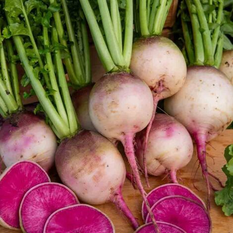 Radis Red Meat - Cuisine du Monde Vilmorin