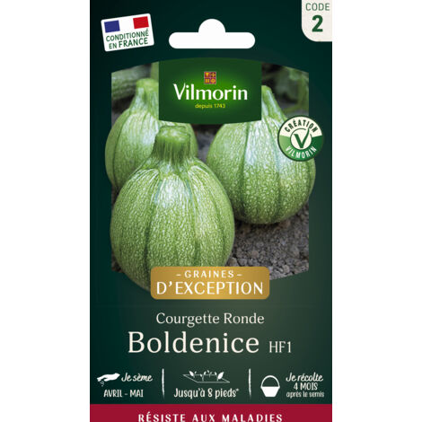 Courgette Boldenice F1 - Graines d'Exception Vilmorin (1/2)
