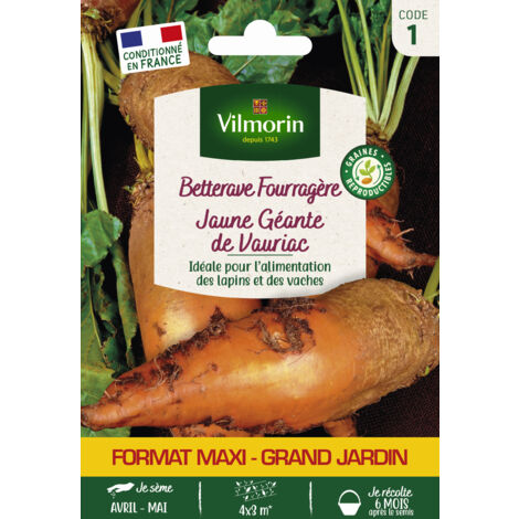 Betterave fourragère jaune géante – Période de semis : printemps – Variété productive pour alimentation animale – Appréciée des lapins et vaches – Vilmorin