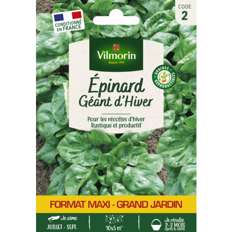 Epinard Géant d'Hiver Vilmorin (1/2)