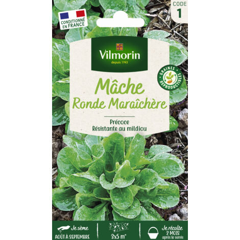 Mâche Ronde Maraîchère Vilmorin (1/2)