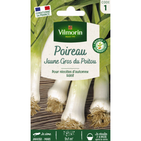 Poireau Jaune Gros du Poitou Vilmorin (1/2)