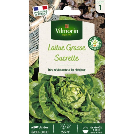Laitue Sucrette (type Sucrine) Vilmorin