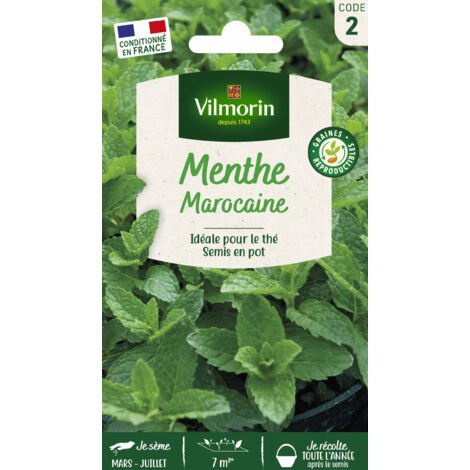 Menthe marocaine – Graines d'aromates – Période de semis : Mars à Juillet – Favorise la croissance du chou – Éloigne les pucerons – Vilmorin