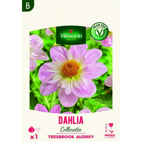 Dahlia Collerette Teesbrooke Audrey (x1) Vilmorin (1/2)