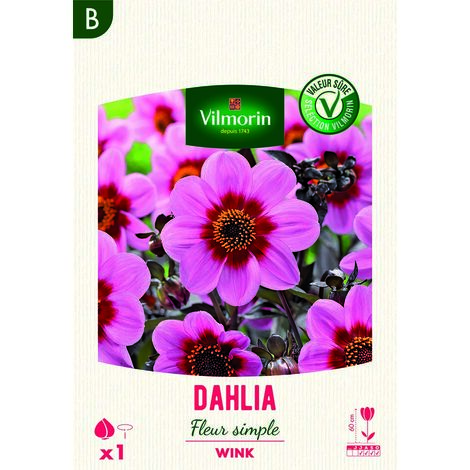 Dahlia Fleur Simple Wink (x1) Vilmorin (1/2)