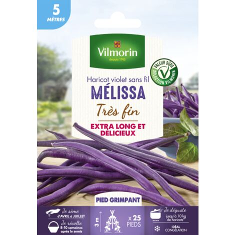 Haricot grimpant violet Mélissa – Gousses jusqu’à 30 cm – Semis printemps – Variété productive sans fil ni parchemin – Vilmorin