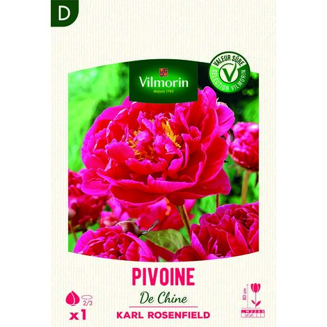 Pivoine De Chine Karl Rosenfeld (x1) Vilmorin
