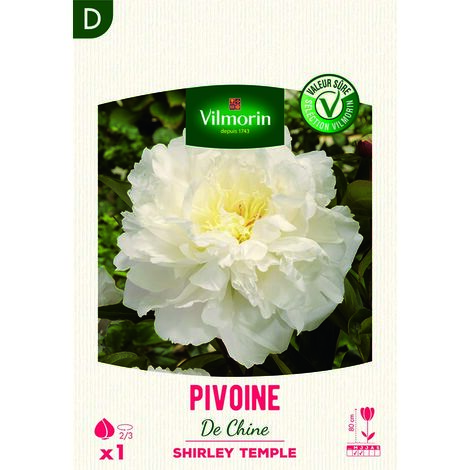 Pivoine De Chine Shirley Temple (x1) Vilmorin