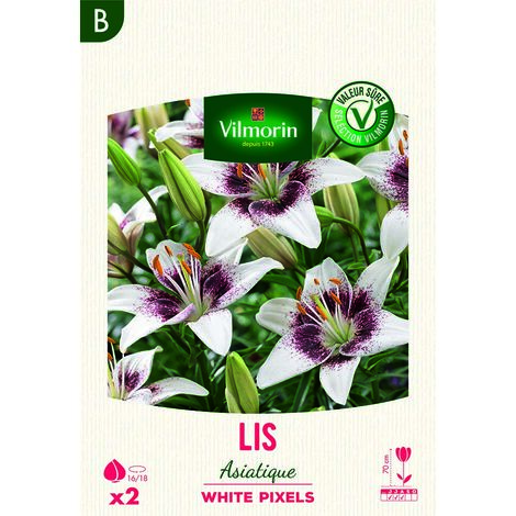 Lis Asiatique White Pixels (x2) Vilmorin