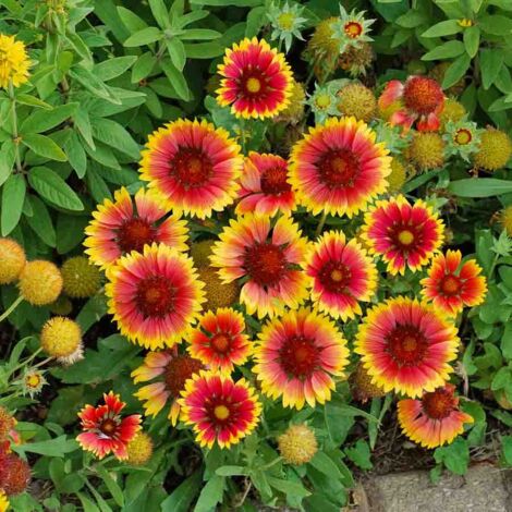Gaillarde Primavera - Graines d'Exception Vilmorin