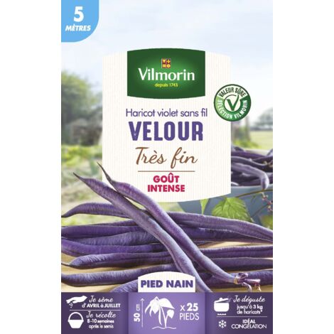 Haricot nain violet velour 5 m – Gousses fines et lisses – Bonne résistance aux maladies – Semis ensoleillé dans sol léger – Vilmorin (1/3)