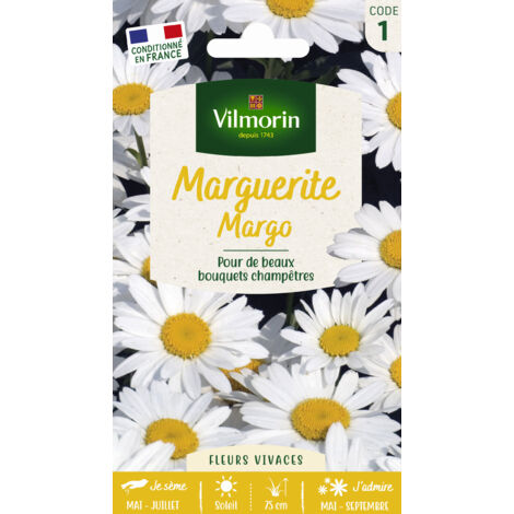 Vilmorin - Chrysanthème Grande Marguerite Margo Des Prés (1/3)