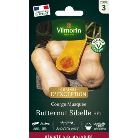 Courge Musquée Butternut Sibelle - Graines d'Exception Vilmorin (1/2)