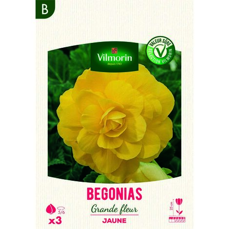 Bégonia Grande fleur jaune (x3) Vilmorin (1/2)