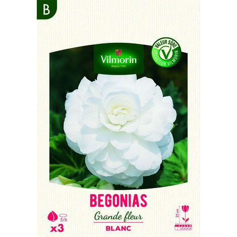 Bégonia Grande fleur blanc (x3) Vilmorin (1/2)