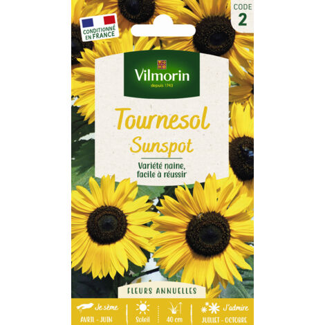 Tournesol Nain Sunspot Vilmorin (1/2)