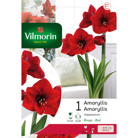 Amaryllis Hippeastrum Rouge (x1) Vilmorin (1/2)