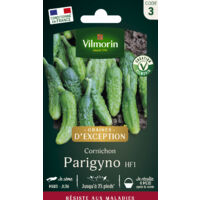 Cornichon Parigyno HF1 - Graines d'Exception Vilmorin