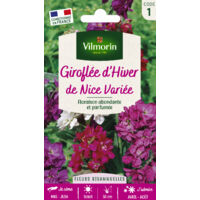 Giroflée d'Hiver de Nice Variée Vilmorin