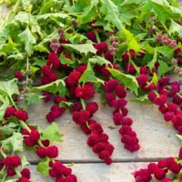 Epinard Fraise - Légumes d'Autrefois Vilmorin
