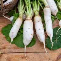 Navet-Légume Demi-Long de Croissy Vilmorin