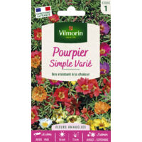 Vilmorin – Pourpier simple varié – Fleurs simples blanches à violettes – Résistant au soleil et à la sécheresse – Période de semis printemps