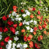Vilmorin – Impatiens hybrides variées – Graines de fleurs – Période de semis : printemps – Exposition : mi-ombre – Couleur : variée