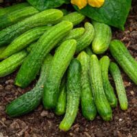 Cornichon Fin de Meaux Vilmorin