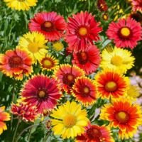 Gaillarde Grandes Fleurs Vilmorin