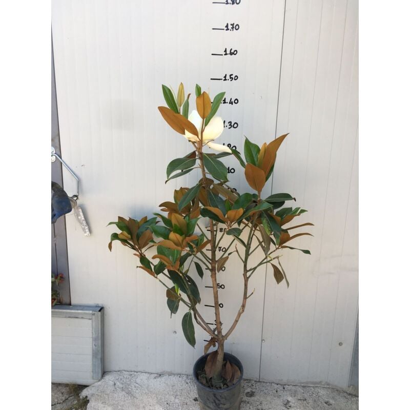 Magnolia Grandiflora Gallisoniensis pot 20c