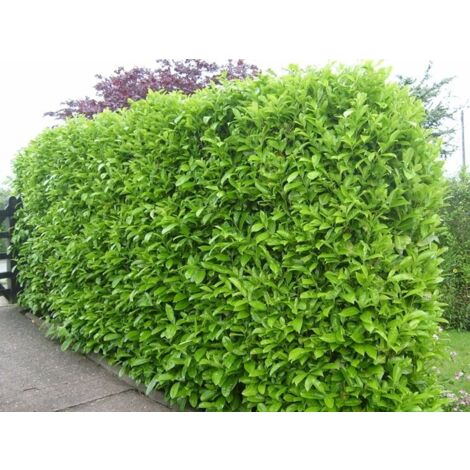 Vivaio Garden Forest – Laurocerasus laurier (Prunus Laurocerasus) pot 17cm – Hauteur 70cm – Feuilles ovales vert vif – Arbuste persistant pour haies