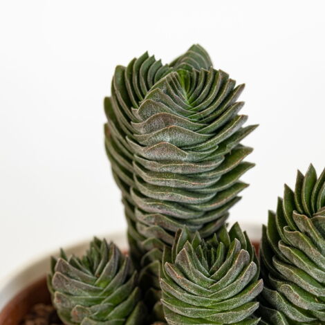 BUDDHA TEMPLE CRASSULA - Pot de plantes succulentes 5,5 cm Photos réelles