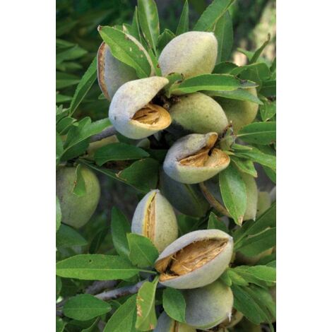 Vivaio Garden Forest – Amandier en pot 24cm – Arbre fruitier autofertile – Hauteur à maturité 3m – Exposition ensoleillée – Floraison tardive fin septembre