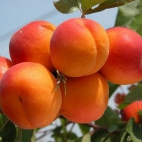 Vivaio Garden Forest – Abricotier 'Tyrinthos' Prunus armeniaca – Arbre fruitier autofertile – Gros fruits jaunes – Hauteur à maturité 5m – Exposition ensoleillée