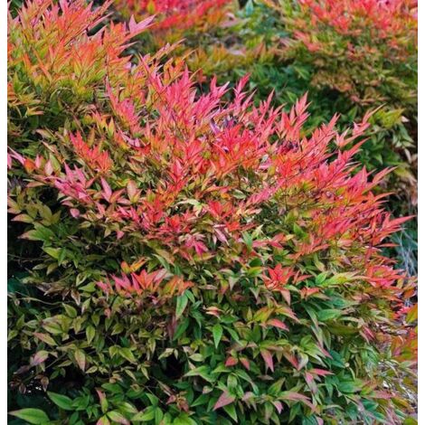 Vivaio Garden Forest – Nandina domestica Gulf Stream Obsessed nain – Arbuste à feuilles persistantes – Feuillage rouge-orange intense en hiver – Compact et étalé – Pot 18cm