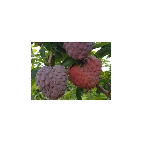 ATEMOYA RED ISRAEL ANNONA PLANT, RED ANNONA REAL PHOTOS