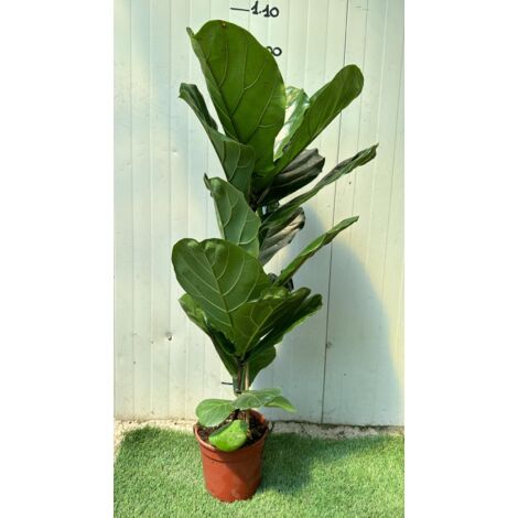 Ficus Lyrata Photo Real H 100cm pot 18cm plantes d'intérieur (1/3)