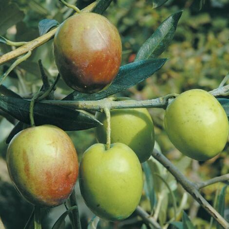 Vivaio Garden Forest – Ascolana plante d'olivier – Hauteur 7-8 mètres – Fruits 8-10 g pour olives vertes en saumure – Floraison tardive