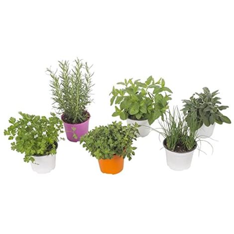 6 PLANTES MIXTES AROMATIQUES en pot 14cm