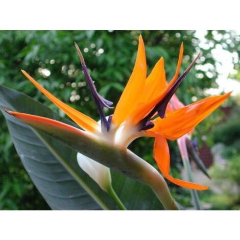 Strelitzia regina (Oiseau de Paradis) Strelitzia regina photos réelles pot 24cm