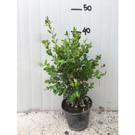 50 PLANTES Buis Buxus sempervirens pot 14cm H 40cm photos réelles