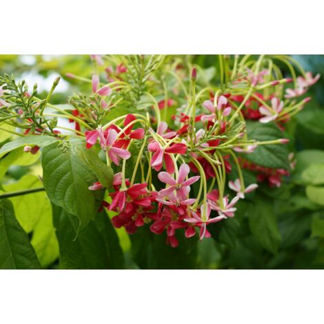 Quisqualis indica ou Combretum indicum, Lonicera chinoise, Liane de Rangoon PHOTOS RÉELLES