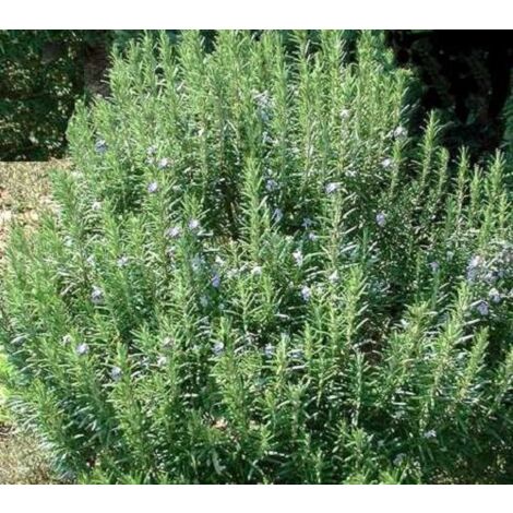 Vivaio Garden Forest – Pot de romarin 14cm – Feuillage persistant vert foncé – Exposition plein soleil – Parfait pour balcon et jardin