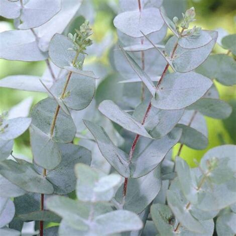 Vivaio Garden Forest – Eucalyptus gunnii plante 18cm pot – Feuillage persistant bleu-vert – Hauteur à maturité 25m – Répulsif naturel contre les moustiques